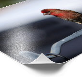 Kleine vogels foto afdruk (Hoek)