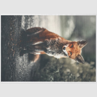 Kleine vos tissuepapier