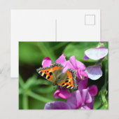 Kleine Vosvlinder & Lathyrus Briefkaart (Voorkant / Achterkant)