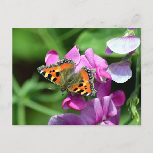Kleine Vosvlinder & Lathyrus Briefkaart (Voorkant)