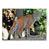 Kleine vrouw bobcat over schouder (Voorkant Horizontaal)