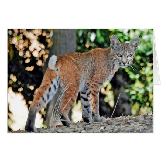 Kleine vrouw bobcat over schouder (Voorkant Horizontaal)