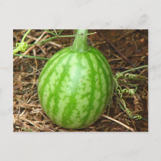 Kleine watermeloen briefkaart (Voorkant)