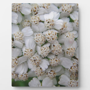 Kleine weisse Wildblüten Fotoplaat