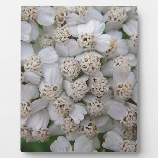 Kleine weisse Wildblüten Fotoplaat (Voorkant)