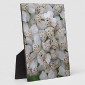 Kleine weisse Wildblüten Fotoplaat (Zijkant)