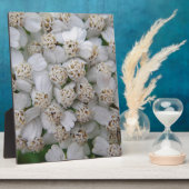 Kleine weisse Wildblüten Fotoplaat (Zijkant)
