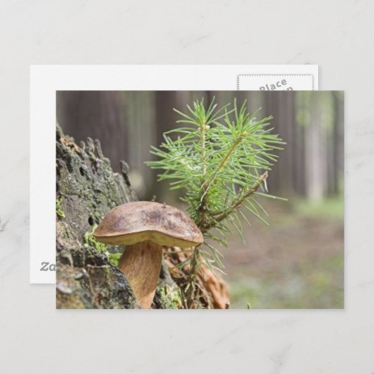 Kleine wilde paddenstoel briefkaart (Voorkant / Achterkant)