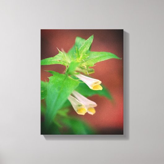 Kleine witte bloem dicht canvas afdruk (Voorkant)