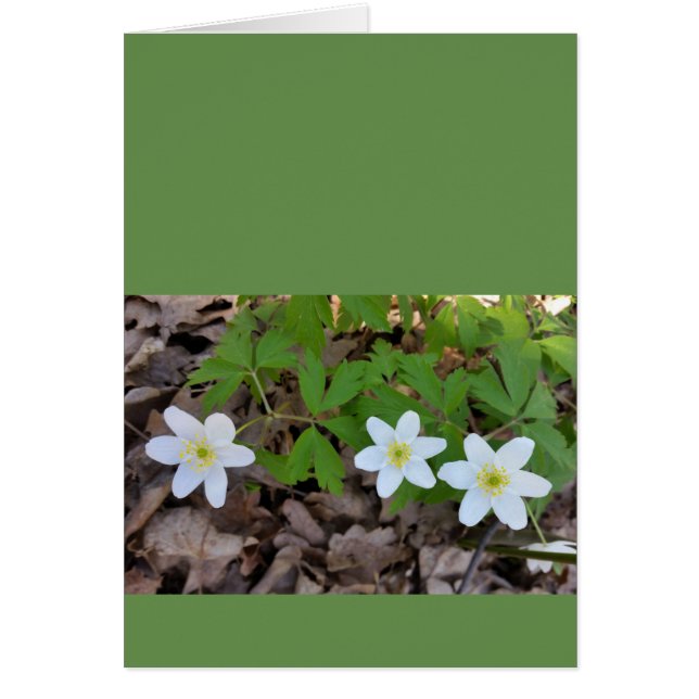 kleine witte bloemen (Voorkant)