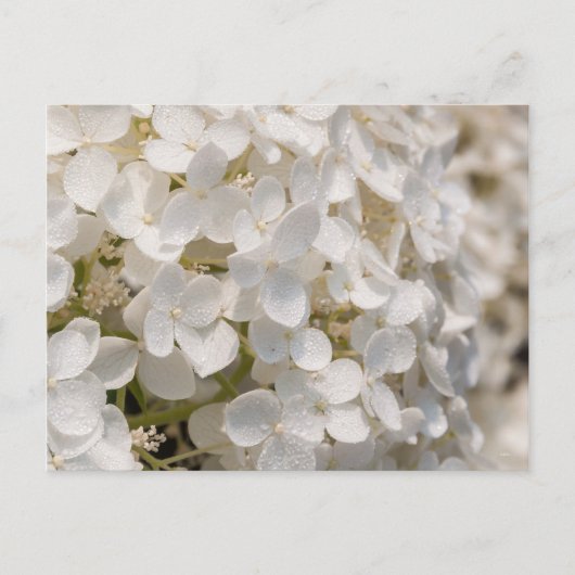 Kleine witte bloemen briefkaart (Voorkant)