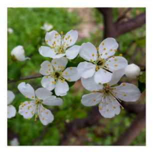 kleine witte bloemen perfect poster