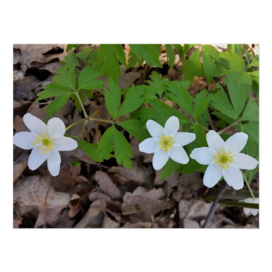 kleine witte bloemen poster (Voorkant)