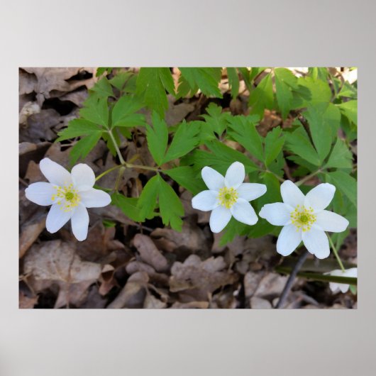 kleine witte bloemen poster (Voorkant)