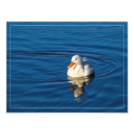 Kleine witte duck Reflecties Foto Afdruk (Voorkant)