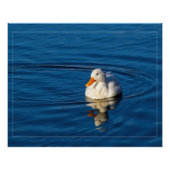 Kleine witte duck Reflecties Perfect Poster (Voorkant)