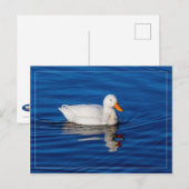 Kleine witte eend in rimpelwater briefkaart (Voorkant / Achterkant)