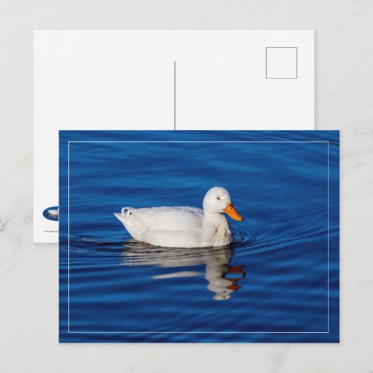 Kleine witte eend in rimpelwater briefkaart (Voorkant / Achterkant)
