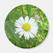  Kleine Witte en Gele Miniatuur Daisy Magneet (Voorkant)