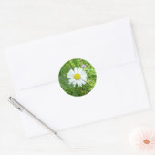 Kleine Witte en Gele Miniatuur Daisy Ronde Sticker (Envelop)