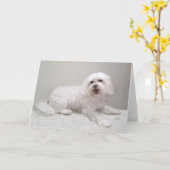 Kleine Witte Havanese Kaart (Gele Bloem)