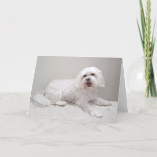 Kleine Witte Havanese Kaart