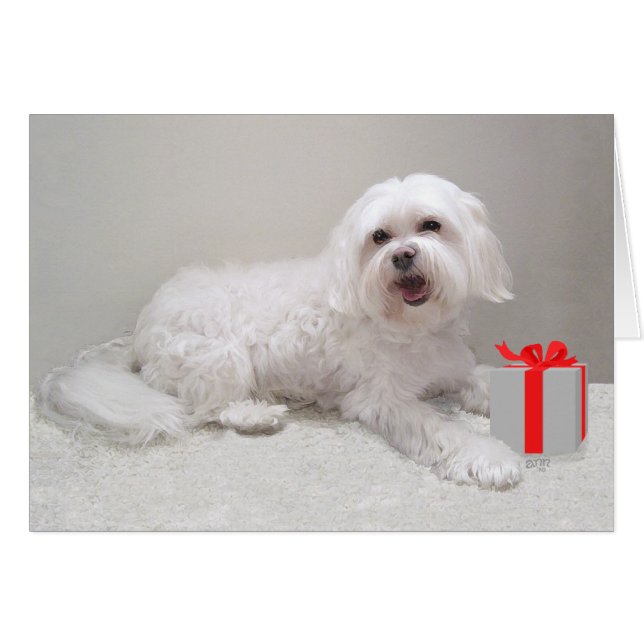 Kleine witte Havanese met cadeau (Voorkant Horizontaal)