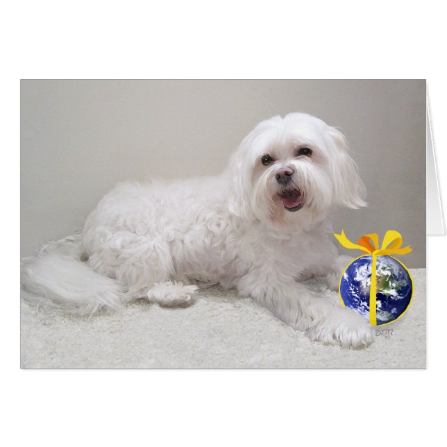 Kleine witte Havanese met wereldbol (Voorkant Horizontaal)