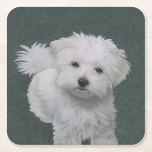 Kleine witte hond huisdier portret kartonnen onderzetters