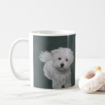 Kleine witte hond huisdier portret