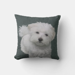 Kleine witte hond huisdier portret kussen