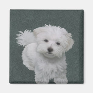 Kleine witte hond huisdier portret magneet