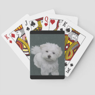 Kleine witte hond huisdier portret pokerkaarten