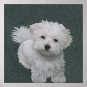 Kleine witte hond huisdier portret poster