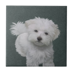 Kleine witte hond huisdier portret tegeltje