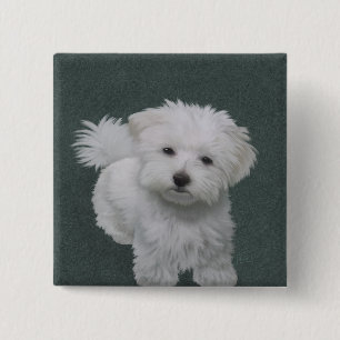 Kleine witte hond huisdier portret vierkante button 5,1 cm