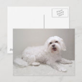 Kleine Witte Hond (Maltezer) Redding Briefkaart (Voorkant / Achterkant)