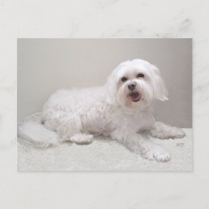 Kleine Witte Hond (Maltezer) Redding Briefkaart