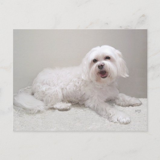 Kleine Witte Hond (Maltezer) Redding Briefkaart (Voorkant)