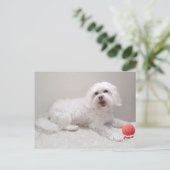 Kleine Witte Hond (Maltezer) Redding Briefkaart (Staand voorkant)