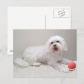 Kleine Witte Hond (Maltezer) Redding Briefkaart (Voorkant / Achterkant)