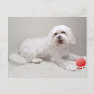 Kleine Witte Hond (Maltezer) Redding Briefkaart