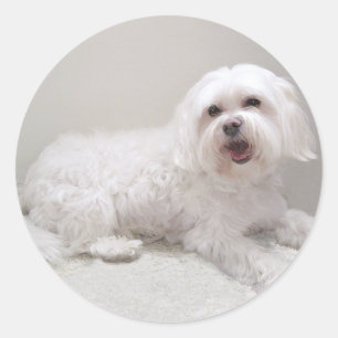 Kleine Witte Hond (Maltezer) Redding Ronde Sticker