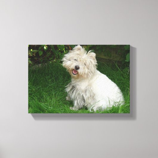Kleine witte hond op Canvas Afdruk (Voorkant)