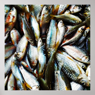 Kleine witte vis poster