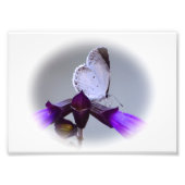 Kleine witte vlinder foto afdruk (Voorkant)