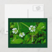 Kleine witte Wilde Bloem Coördinerende Punten Briefkaart (Voorkant / Achterkant)