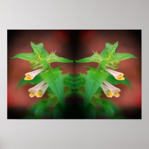 Kleine Witte Wilde Bloem Spiegel Bloem Natuur Kuns Poster