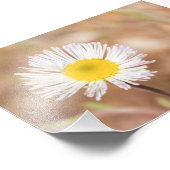 Kleine Witte Wilde Daisy Bloem met Geel Centrum Foto Afdruk (Hoek)