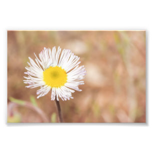Kleine Witte Wilde Daisy Bloem met Geel Centrum Foto Afdruk